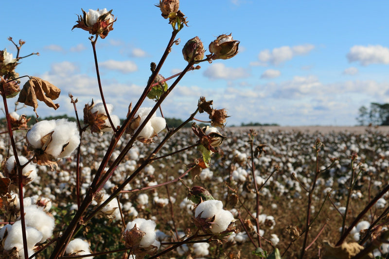 Sustainable Luxury: Discover the Comfort of Organic Cotton Bedding