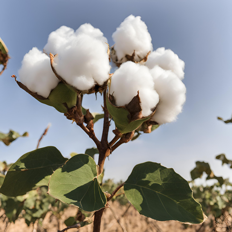 Qu'est-ce que le coton égyptien et comment est-il fabriqué - De la plante au tissu 