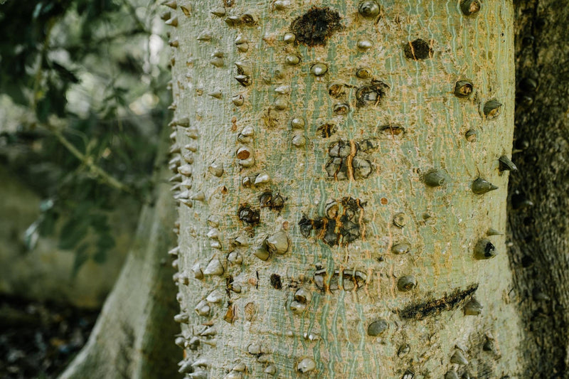 Kapok: The Sustainable Marvel of Nature