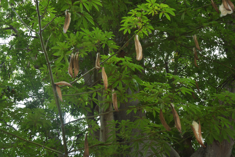The Environmental Significance of Kapok Trees: Guardians of Biodiversity and Sustainable Resources